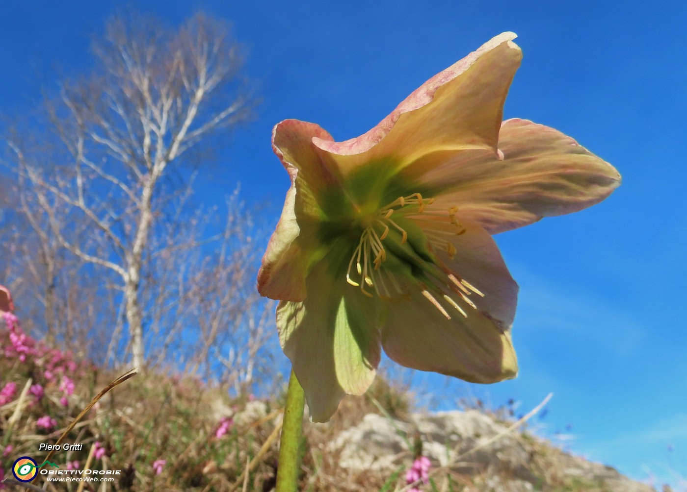 23 Helleborus niger (Elleboro) verso la fruttescenza.JPG